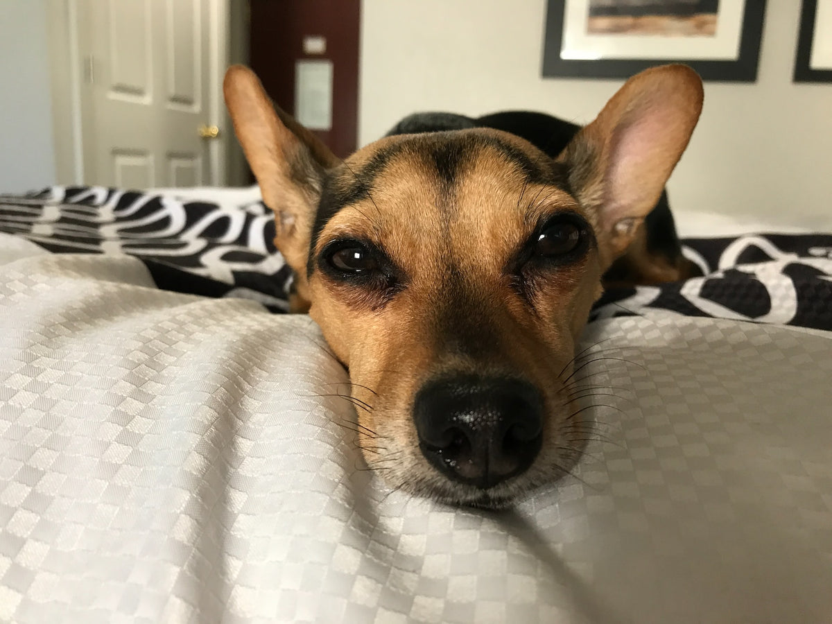 Hund im Bett – ja oder nein?